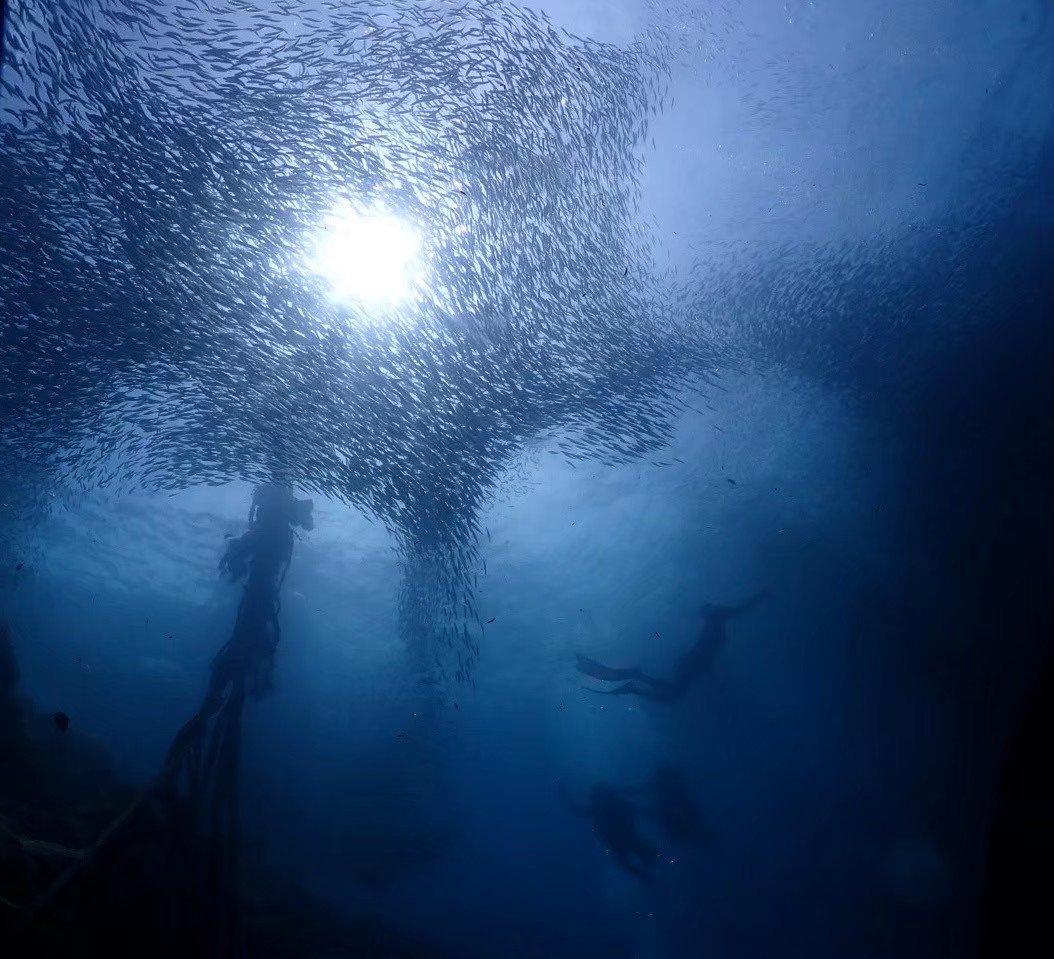 魚群の中を泳ぐダイバー